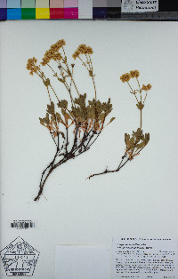 Eriogonum umbellatum var. glaberrimum image