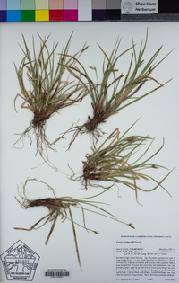 Carex brainerdii image