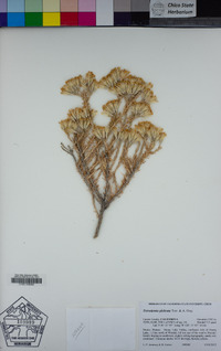 Tetradymia glabrata image