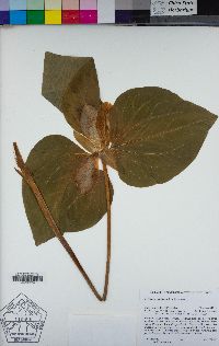 Trillium albidum image