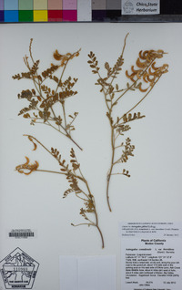 Astragalus gibbsii image