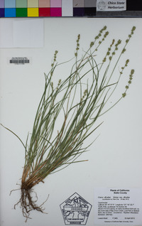 Carex divulsa subsp. divulsa image