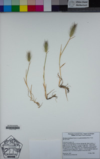 Hordeum marinum subsp. gussoneanum image