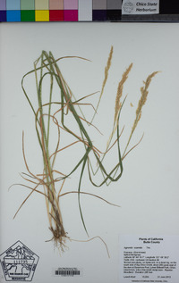 Agrostis exarata image