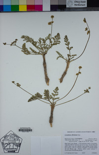 Lomatium ciliolatum image