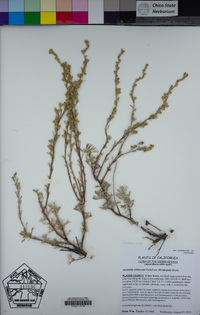 Artemisia arbuscula image