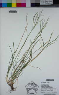 Poa kelloggii image