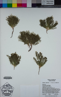 Galium andrewsii image