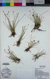 Eleocharis parishii image