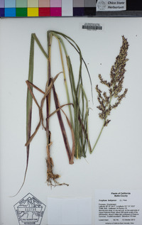 Sorghum halepense image