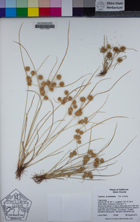 Cyperus acuminatus image