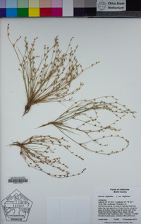 Juncus bufonius var. bufonius image