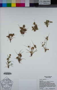 Cyperus squarrosus image