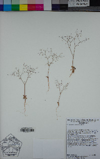 Eriogonum parishii image