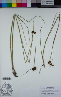 Juncus bolanderi image