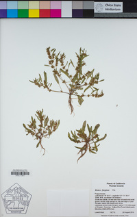 Rumex fueginus image