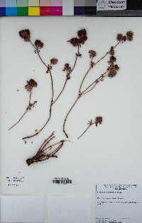 Chorizanthe palmeri image