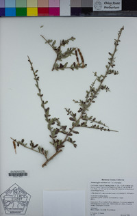 Pickeringia montana var. montana image