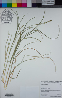 Carex divulsa image