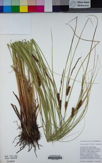 Carex exsiccata image