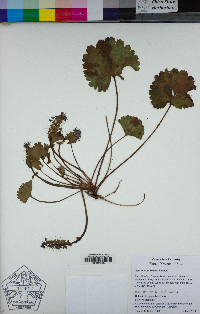 Synthyris missurica subsp. missurica image