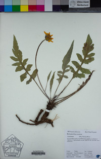 Balsamorhiza sericea image