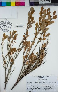 Vaccinium shastense subsp. shastense image