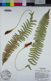 Polystichum imbricans image