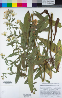 Symphyotrichum subspicatum image