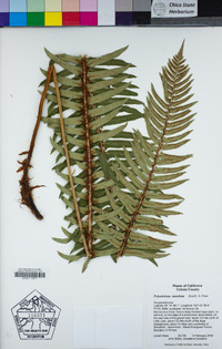 Polystichum munitum image