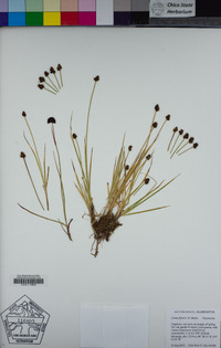 Carex illota image