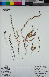 Veronica peregrina subsp. xalapensis image