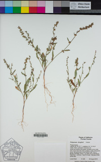 Polygonum douglasii image