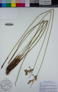 Juncus effusus subsp. pacificus image