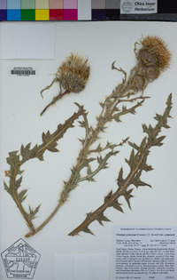 Cirsium cymosum image