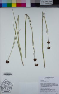 Juncus regelii image