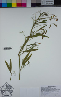 Lathyrus hirsutus image