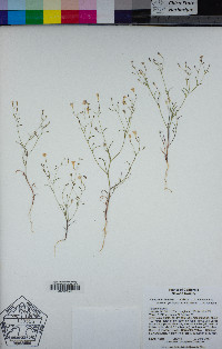 Navarretia leptalea subsp. bicolor image