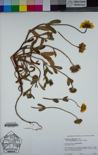 Lasthenia californica subsp. macrantha image