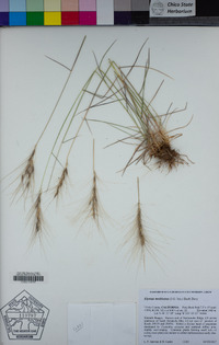 Elymus multisetus image