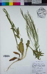 Arabis pycnocarpa image