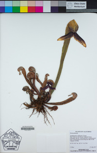 Darlingtonia californica image