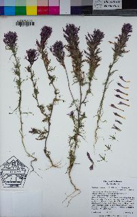 Castilleja exserta image