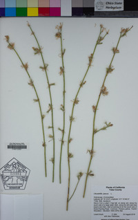 Chondrilla juncea image