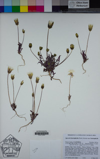 Agoseris heterophylla image