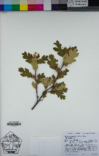 Quercus garryana var. semota image