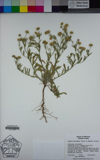 Erigeron lassenianus image