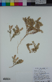 Lepidium oblongum image