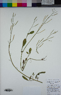 Cardamine occidentalis image