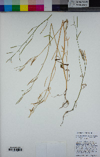 Cardamine occidentalis image